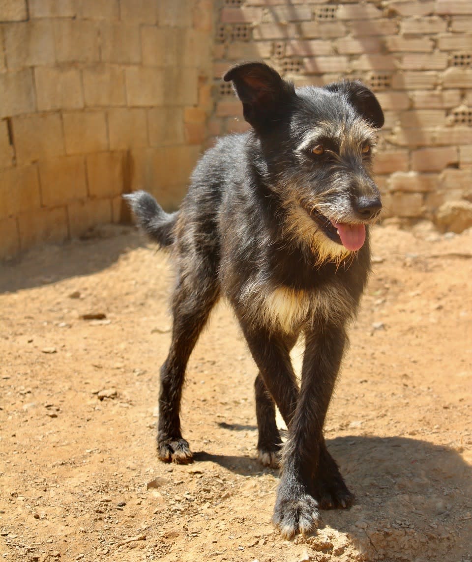 Cloe - AF2473PL Cloe - AF2473PL