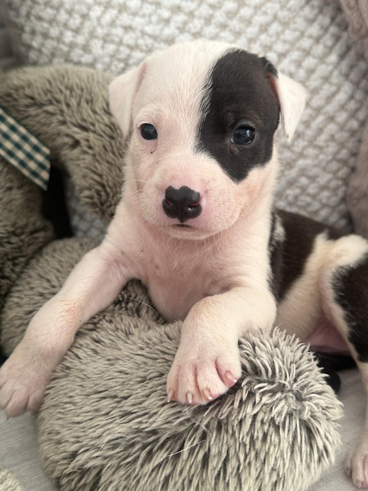 Zuzu - PM25119 Zuzu - PM25119