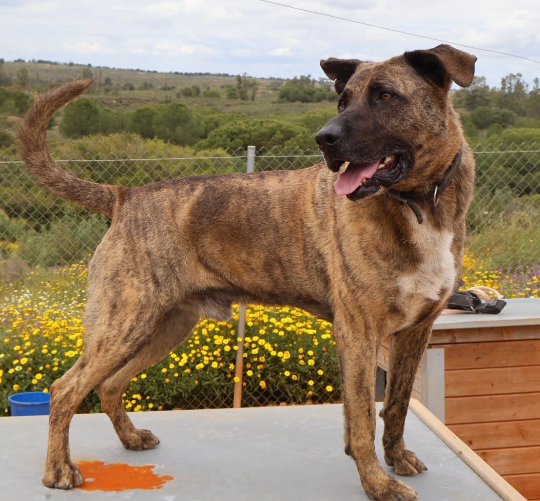 Israel - AM25225 Israel - AM25225