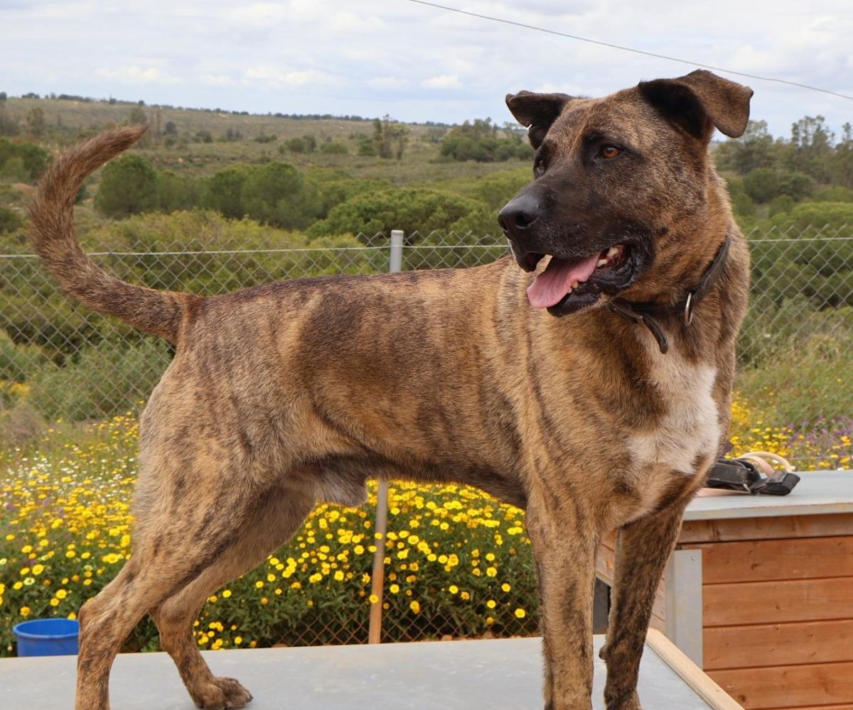 Israel - AM25225 Israel - AM25225