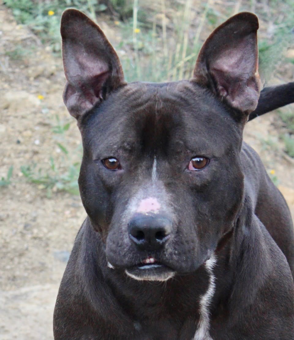 Stoker - AM2415SS Stoker - AM2415SS