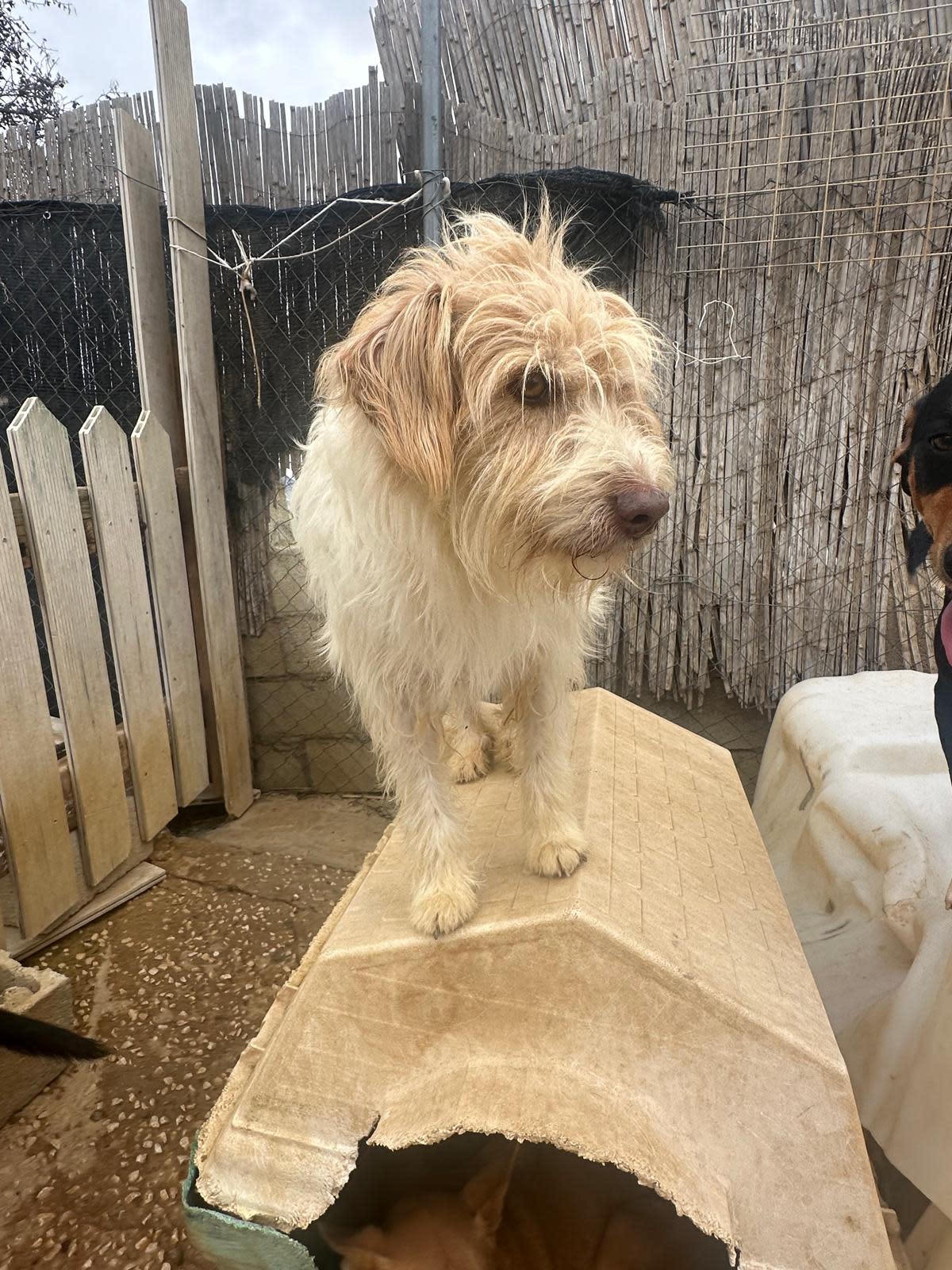 Dos - AM2499PL Dos - AM2499PL