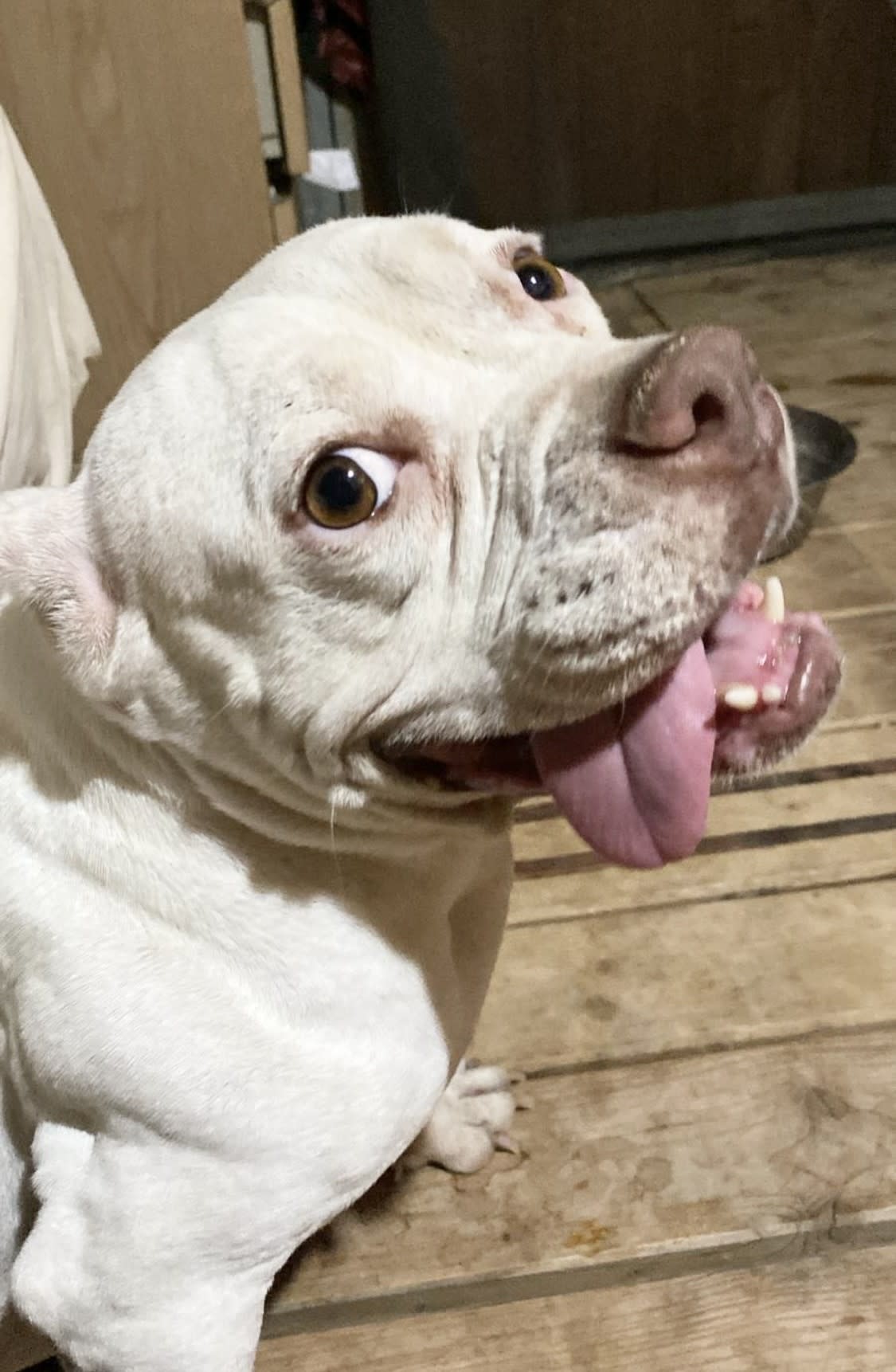 Linda - AF25158 Linda - AF25158