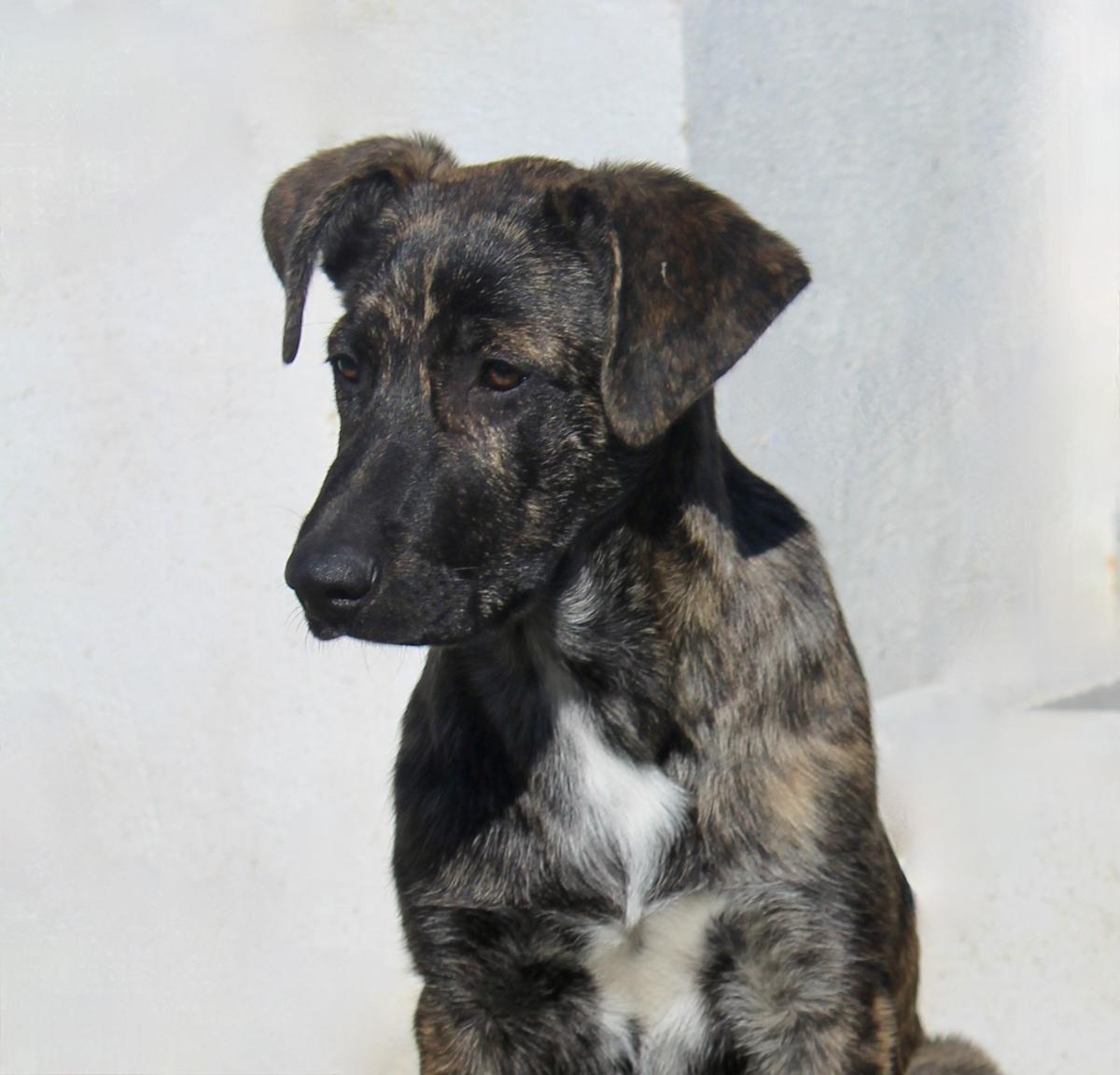 Chloe - PF25114 Chloe - PF25114