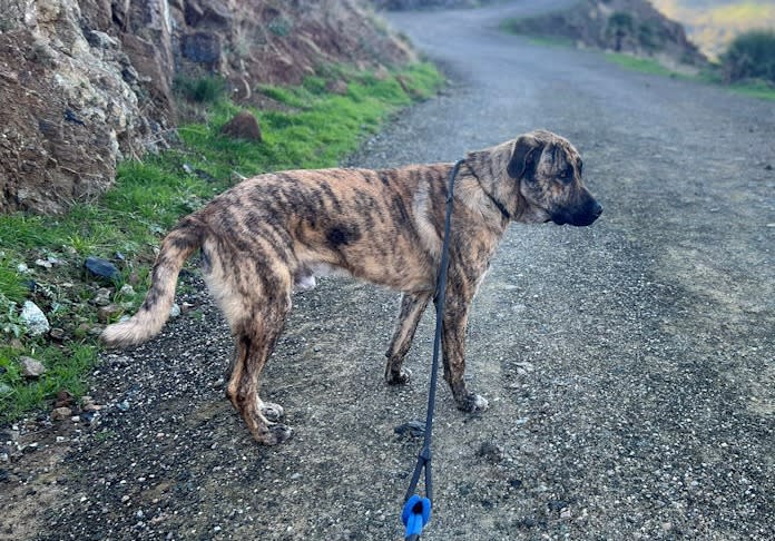 Bruce - YM26252AD Bruce - YM26252AD