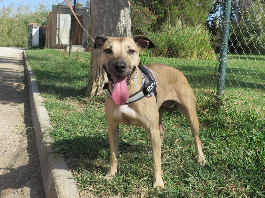 Cherry - AF25238LB Cherry - AF25238LB