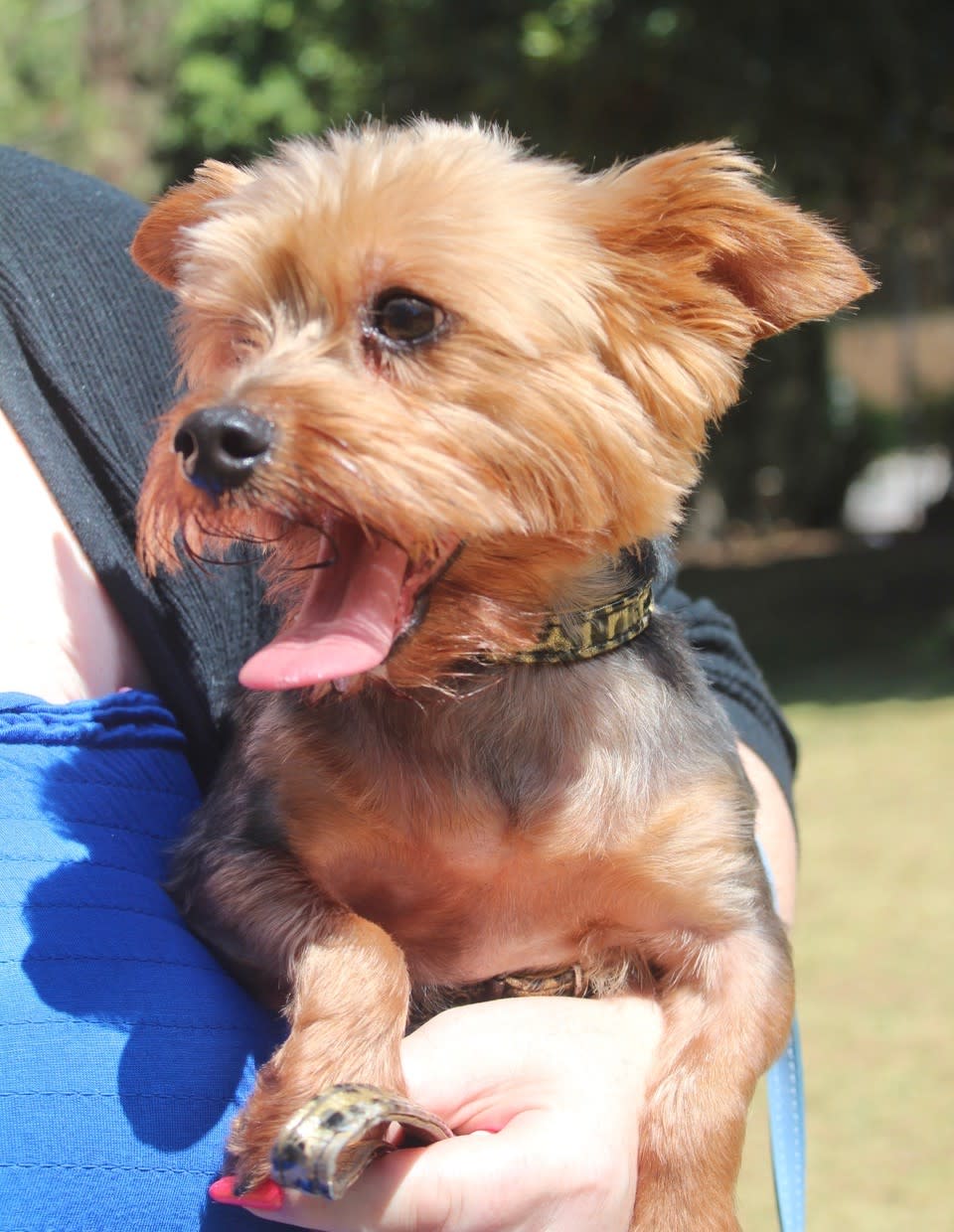 Romeo - AM2461RH Romeo - AM2461RH