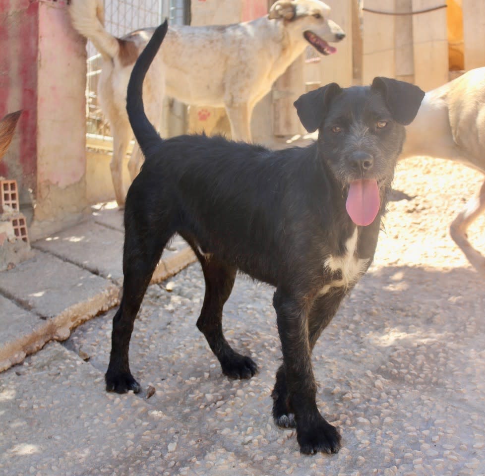 Pipo Negro  - YM2474PL Pipo Negro  - YM2474PL