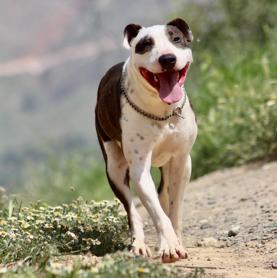 Ricky - AM2435SS Ricky - AM2435SS