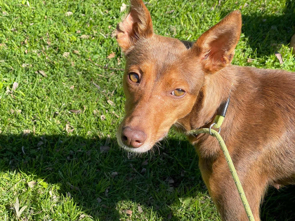 Magda - YF26266AD Magda - YF26266AD