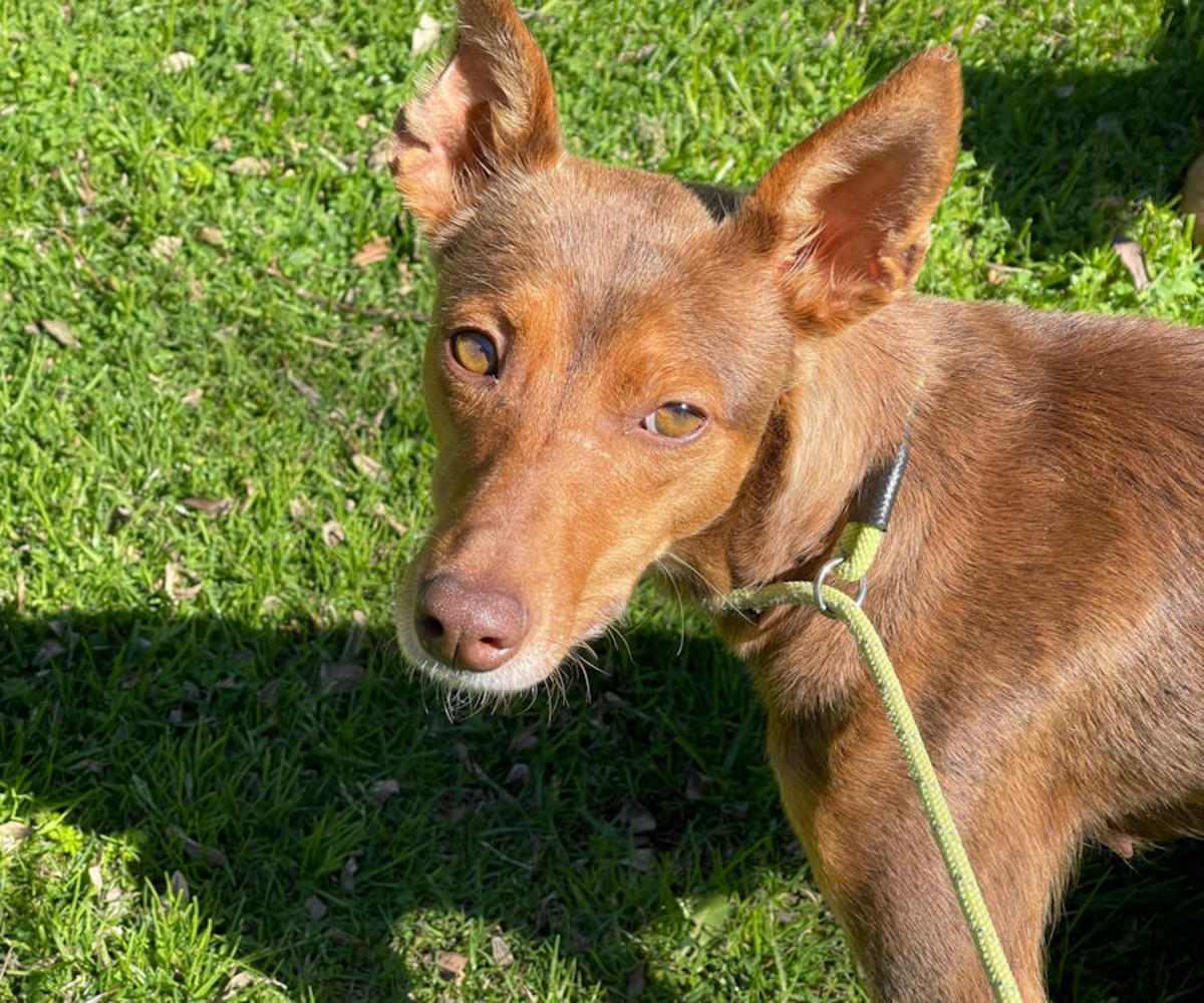 Magda - YF26266AD Magda - YF26266AD