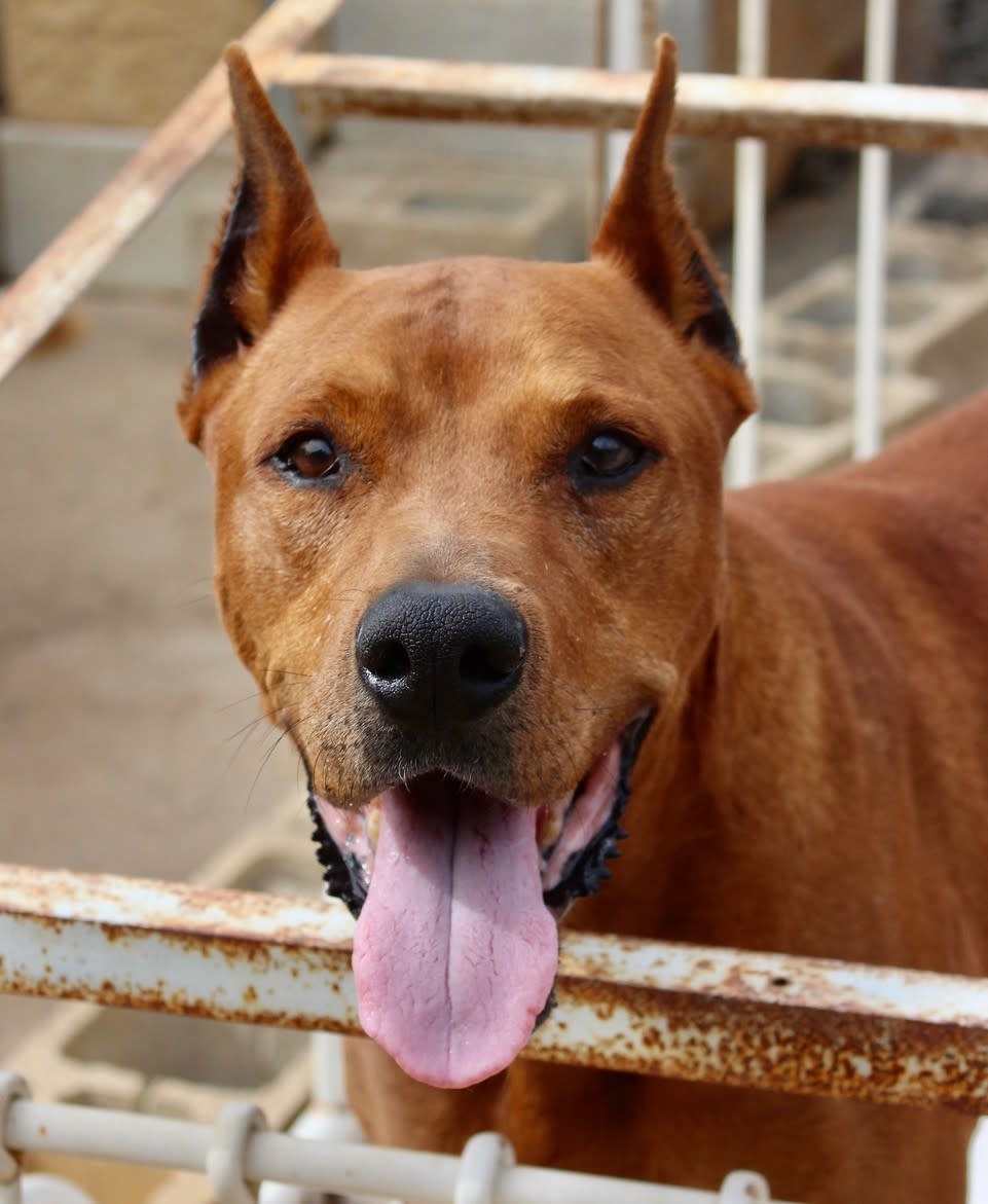 Dingo - AM2465PL Dingo - AM2465PL