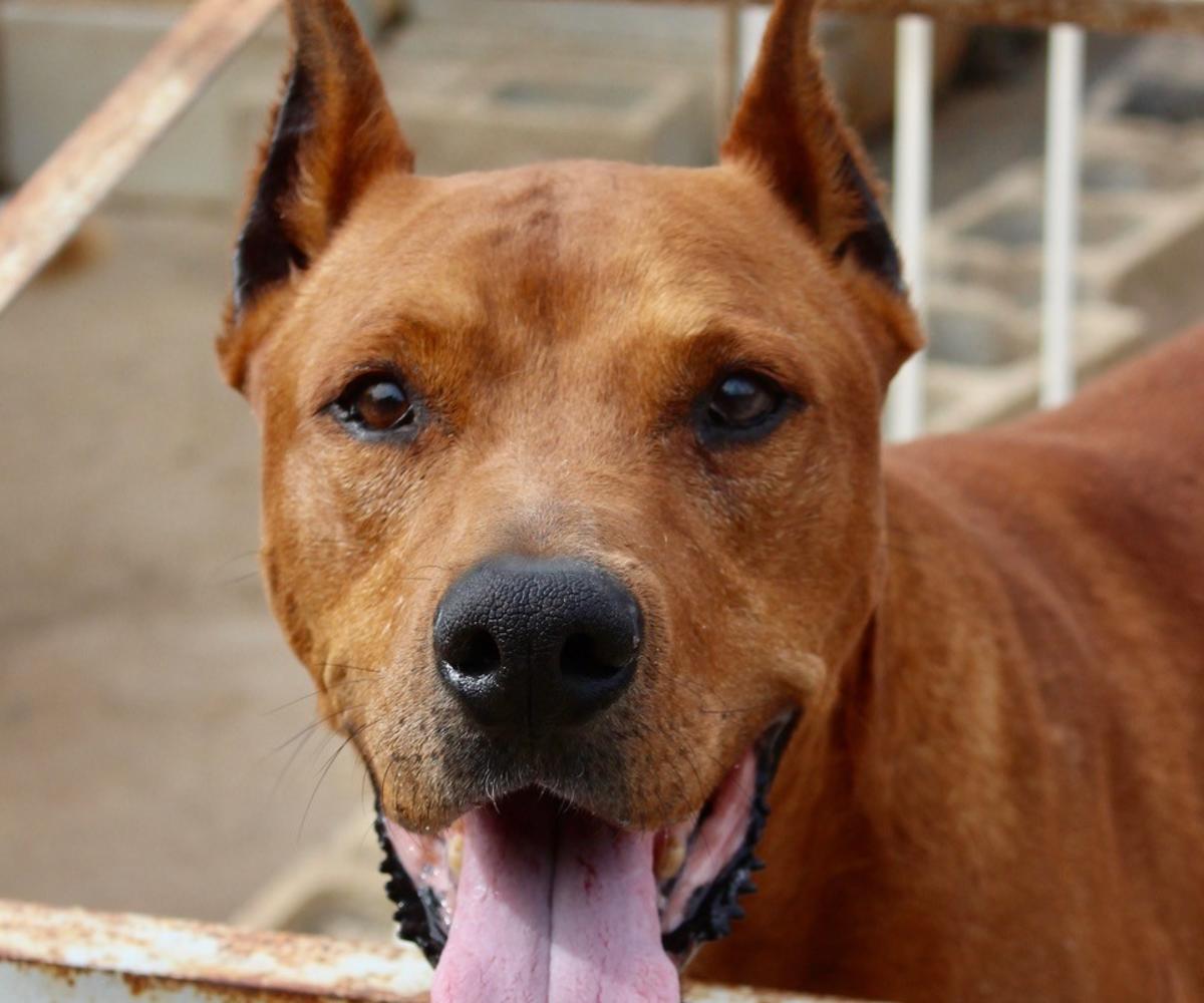 Dingo - AM2465PL Dingo - AM2465PL