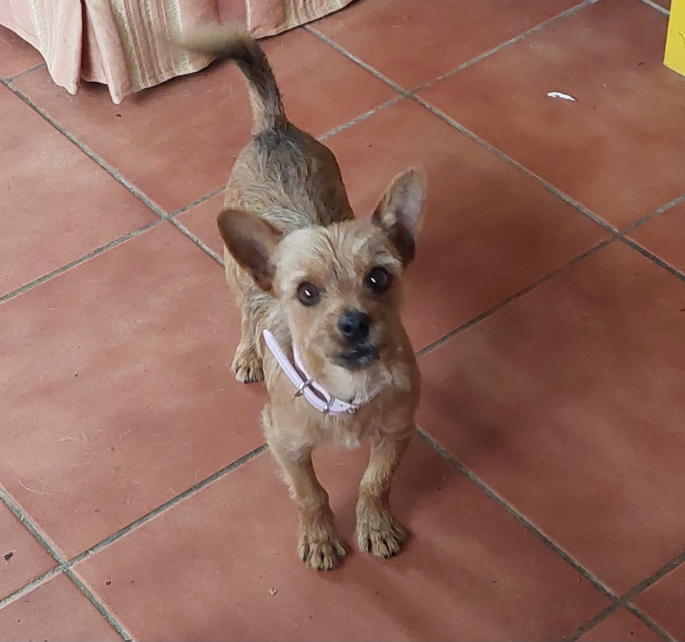 Danny Boy  - AM25132