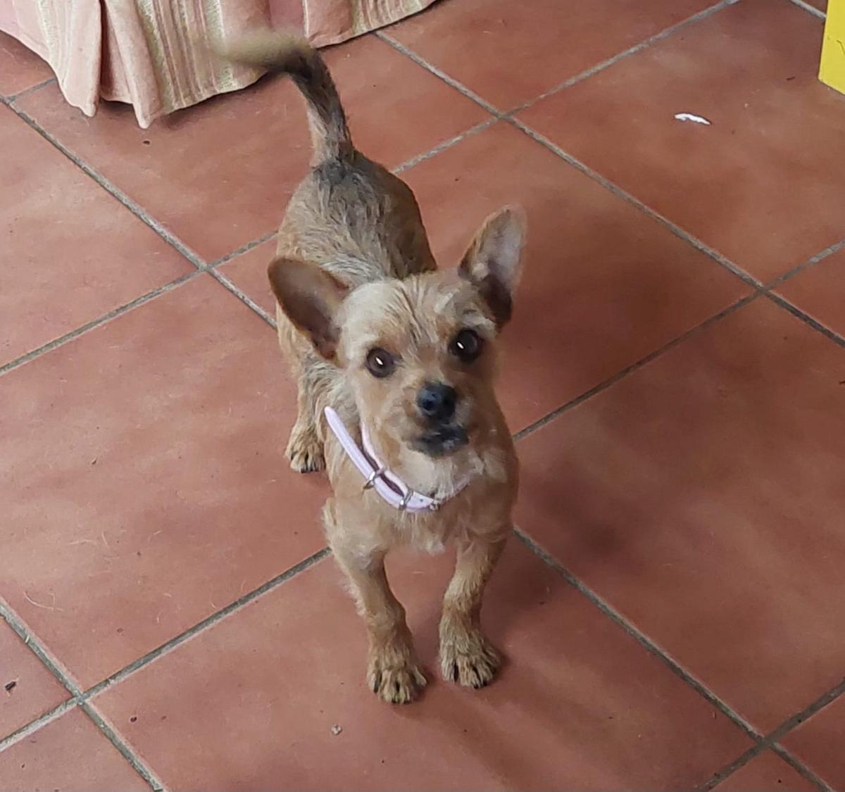 Danny Boy - AM25132 Danny Boy - AM25132