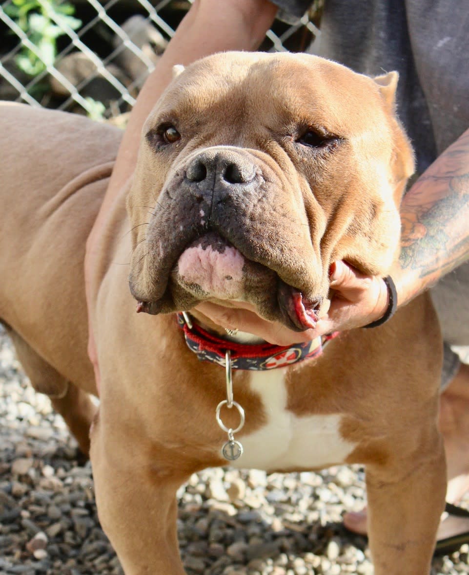 Teddy - AM25227ML Teddy - AM25227ML