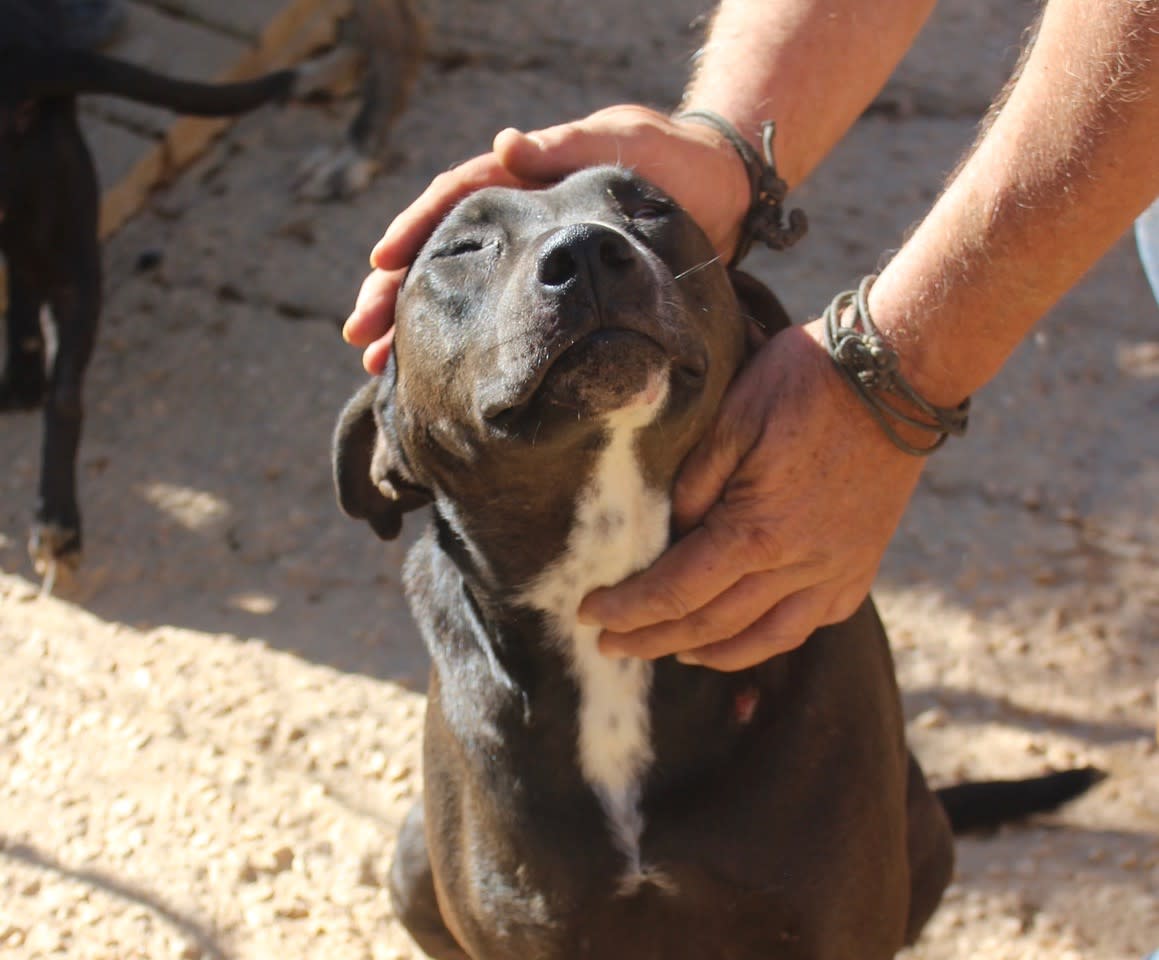 Timmy - AM25201PL Timmy - AM25201PL