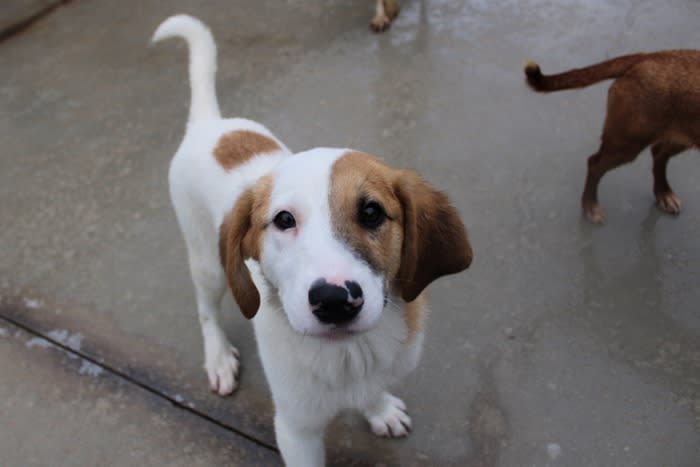 Twingo - YM29279LB Twingo - YM29279LB