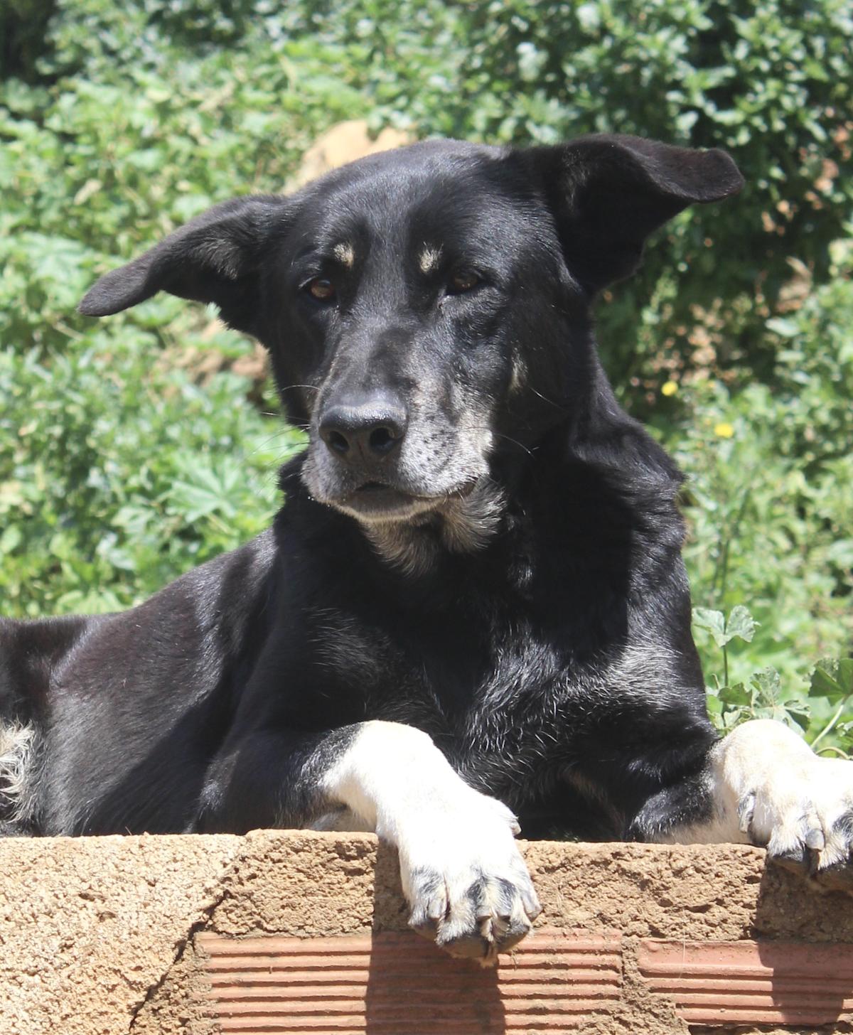 Panther - AM25155AD Panther - AM25155AD