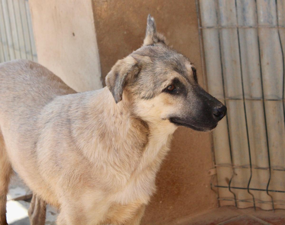 Chester - YM24107PL Chester - YM24107PL