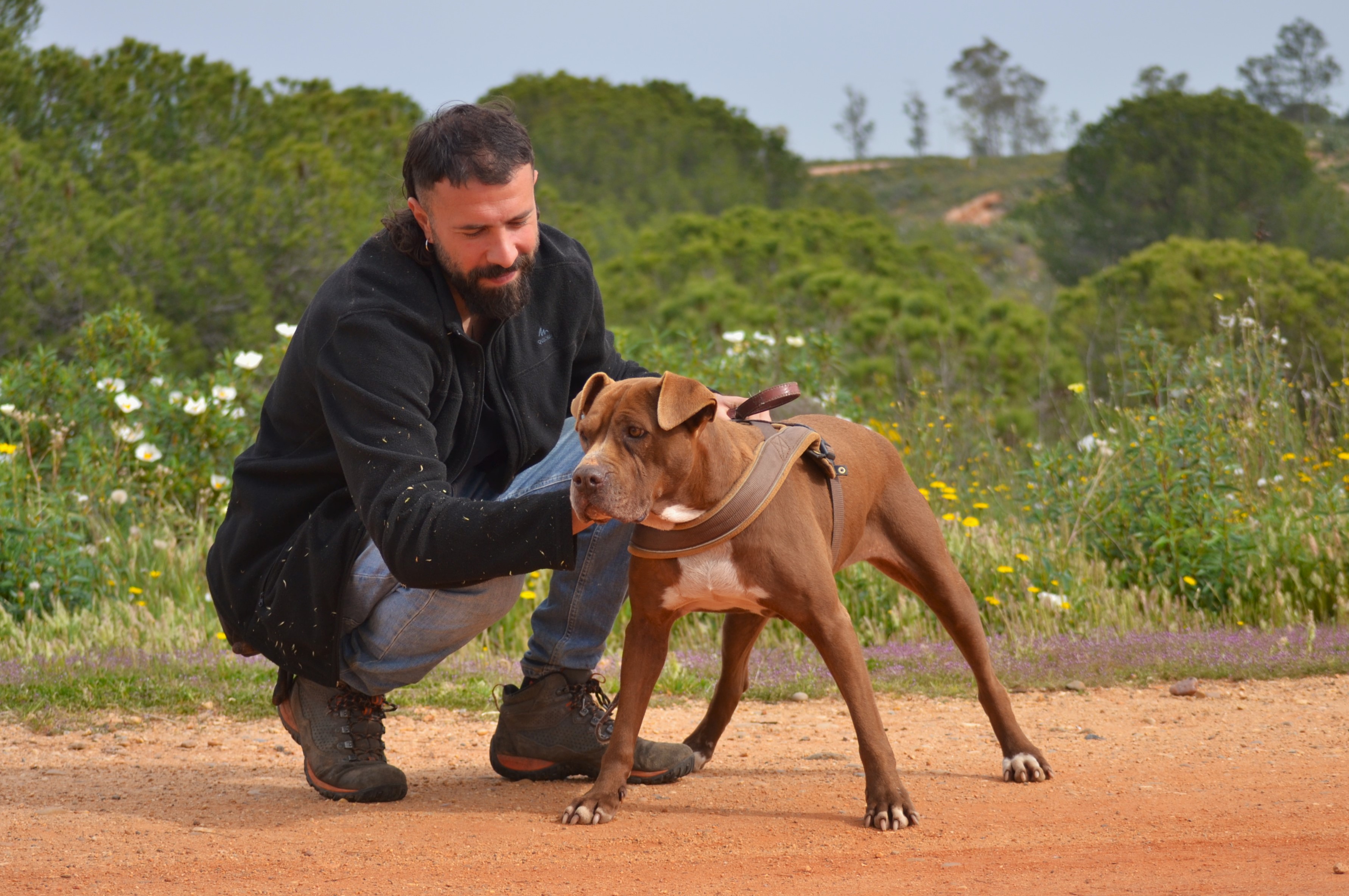 Chocolate - AF2431CL