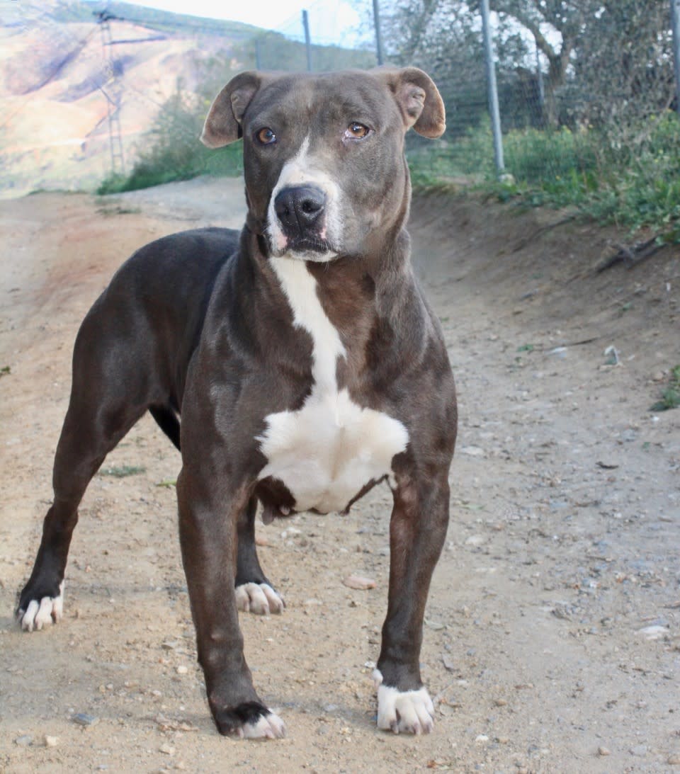 Nyx - AF2419SS Nyx - AF2419SS