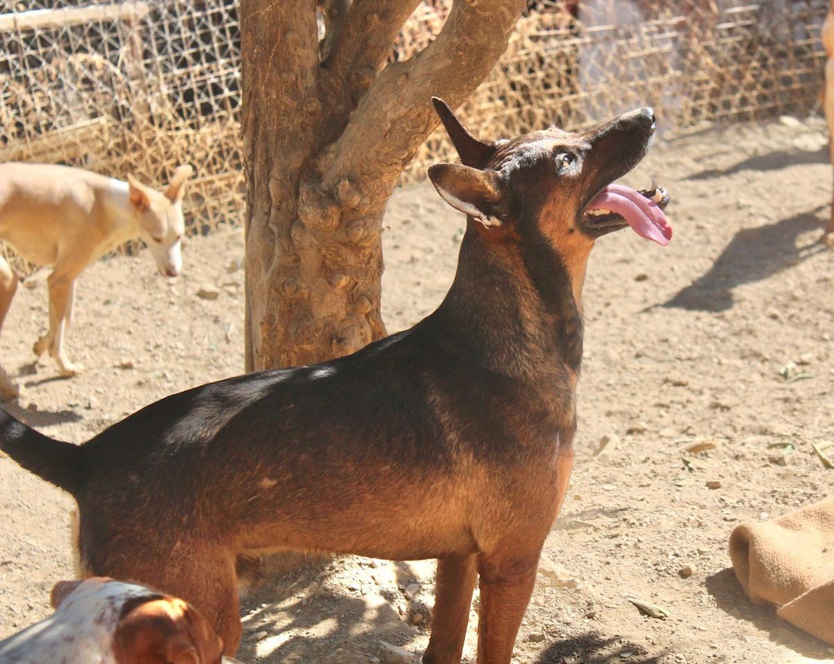 Romeo and Juliet - 25203PL Romeo and Juliet - 25203PL