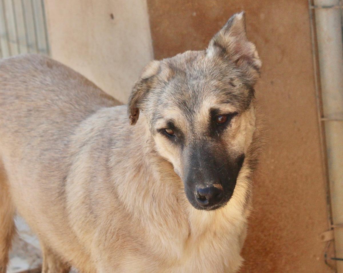 Chester - YM24107PL Chester - YM24107PL