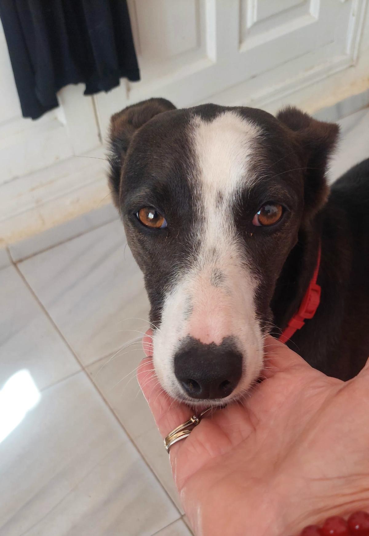 Denca - YF241A Denca - YF241A