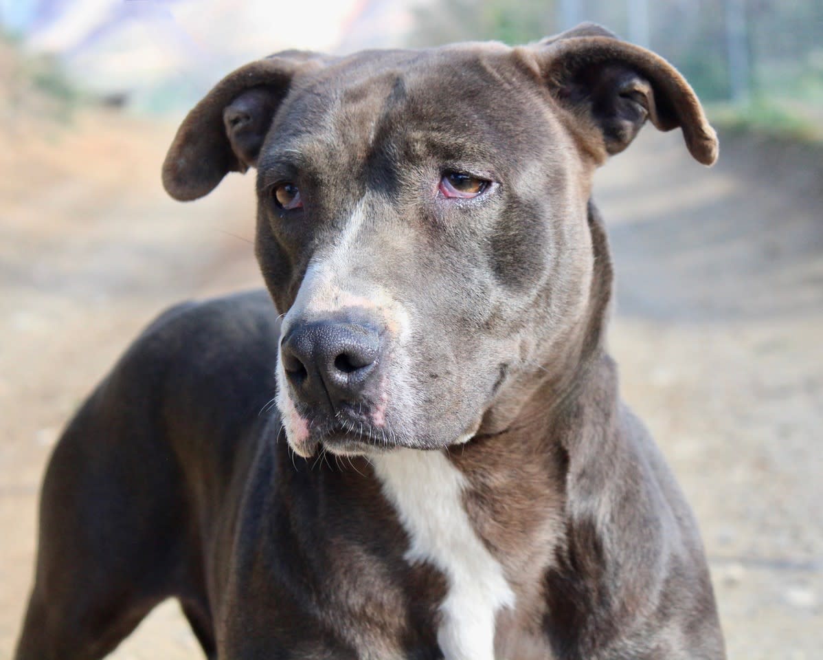 Nyx - AF2419SS Nyx - AF2419SS