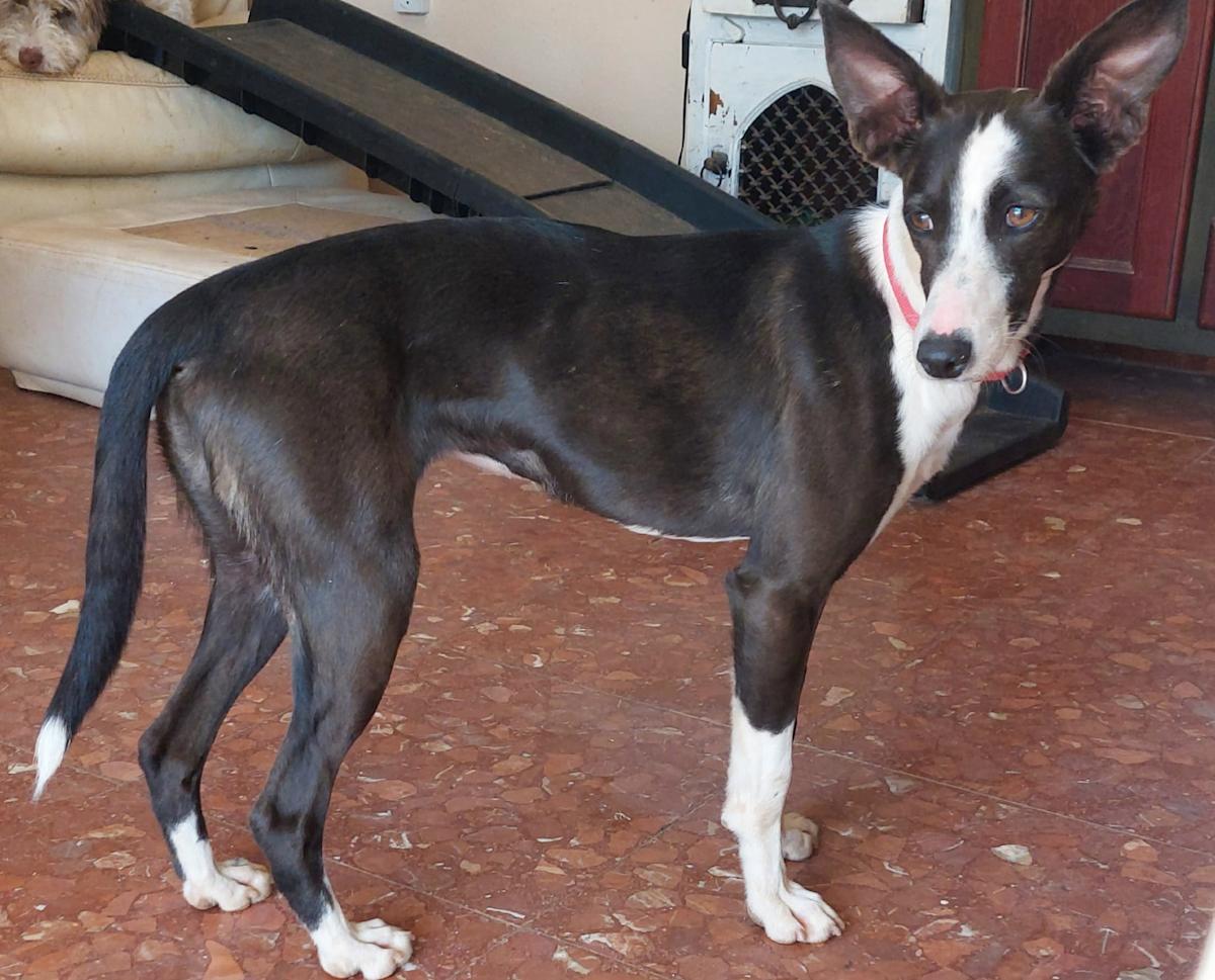 Denca - YF241A Denca - YF241A