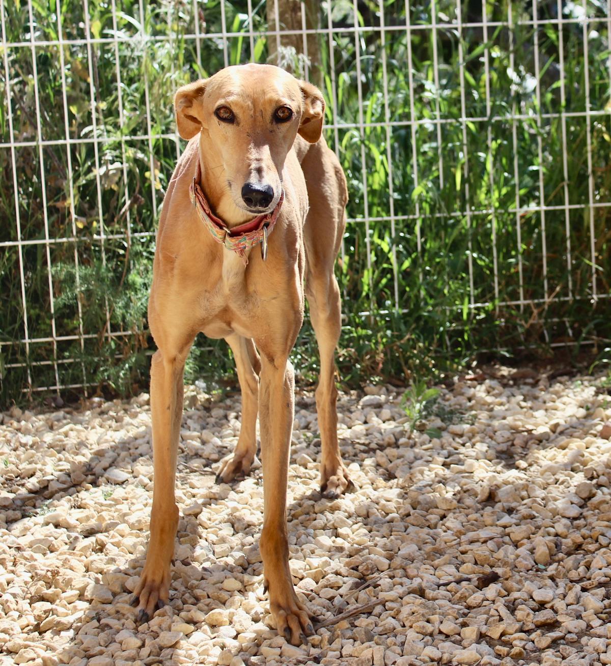 Canela - AF2449FC Canela - AF2449FC