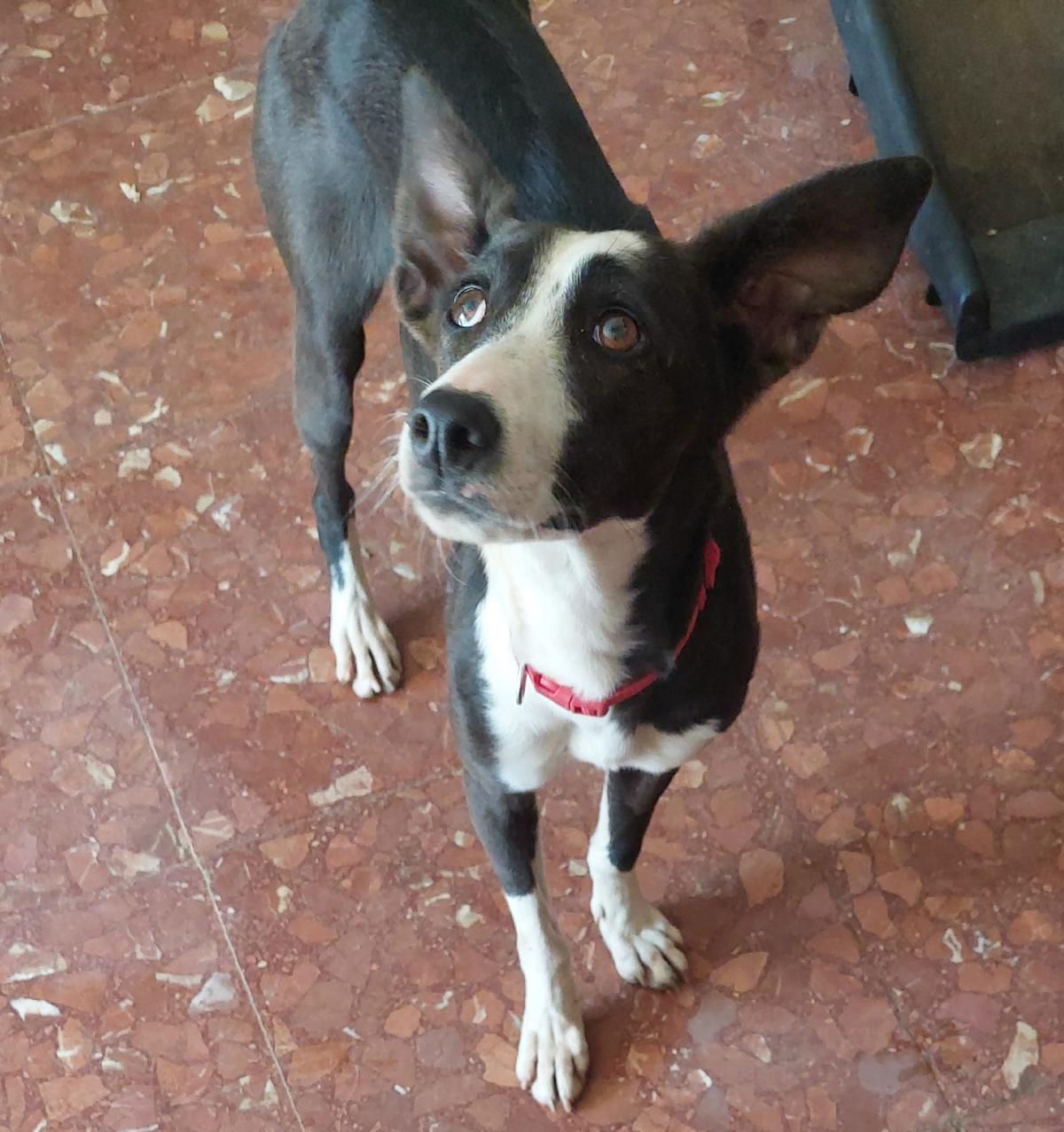 Denca - YF241A Denca - YF241A