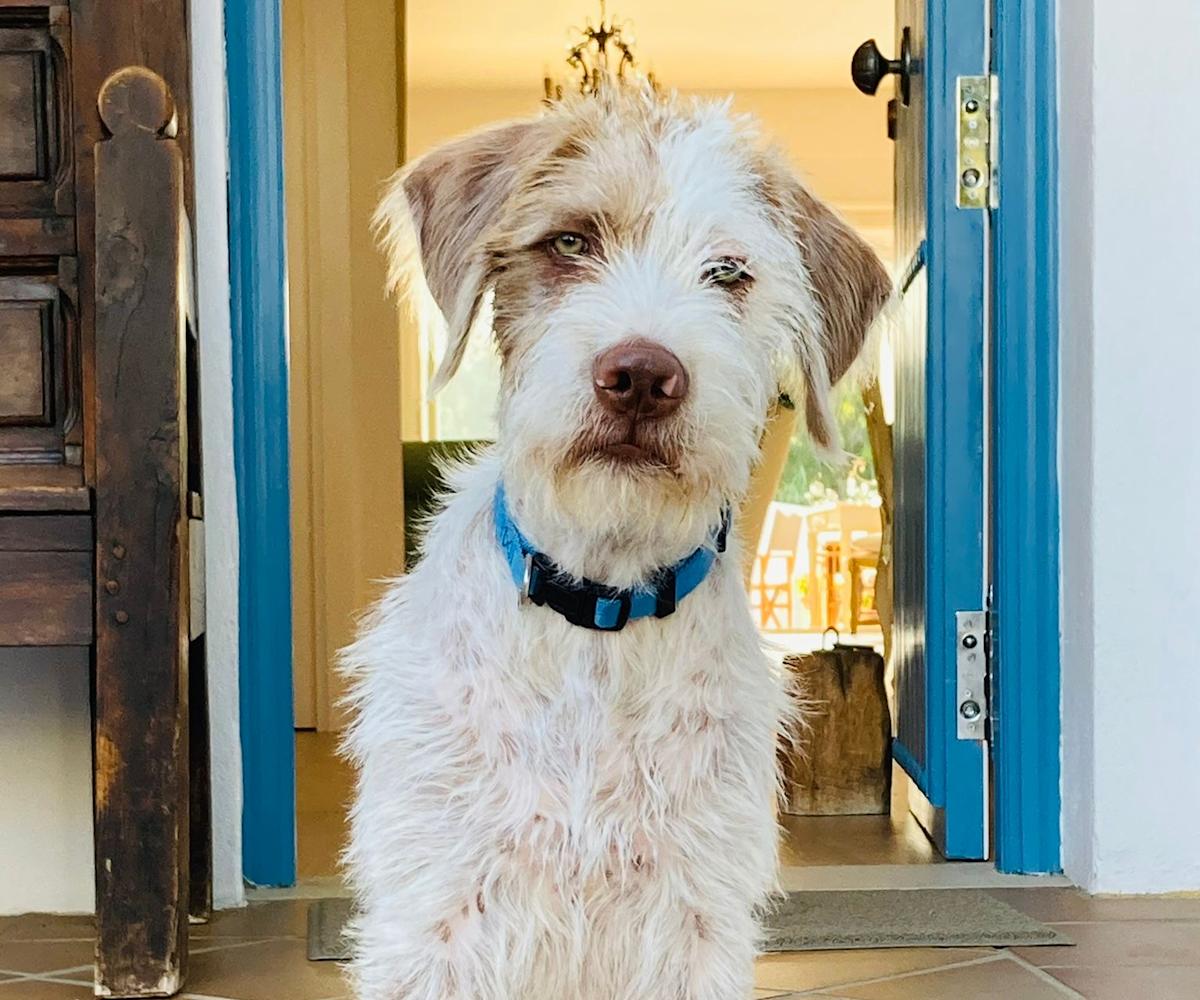 Dotty - YF25215 Dotty - YF25215