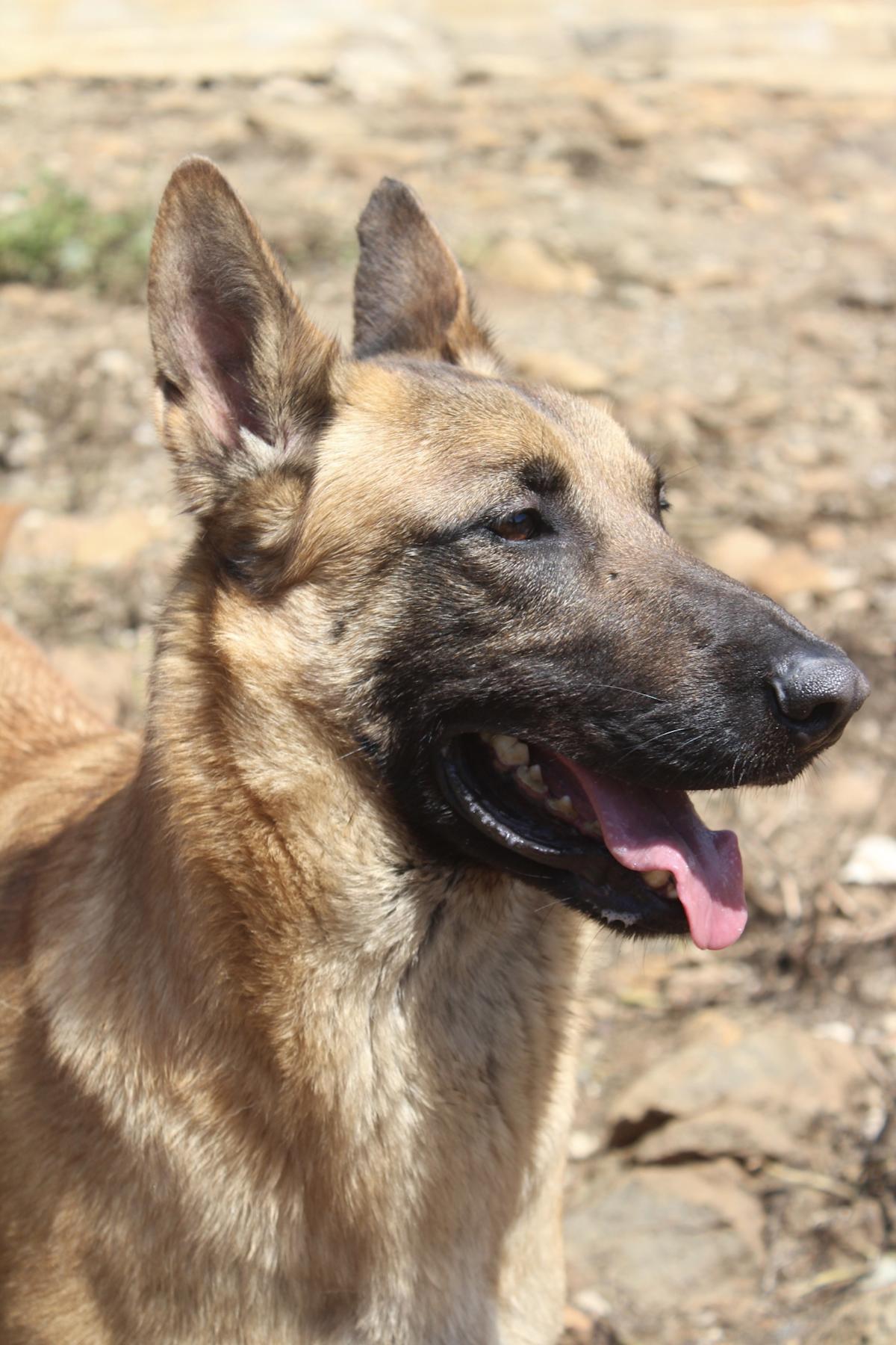 Bruno - AM25160AD Bruno - AM25160AD