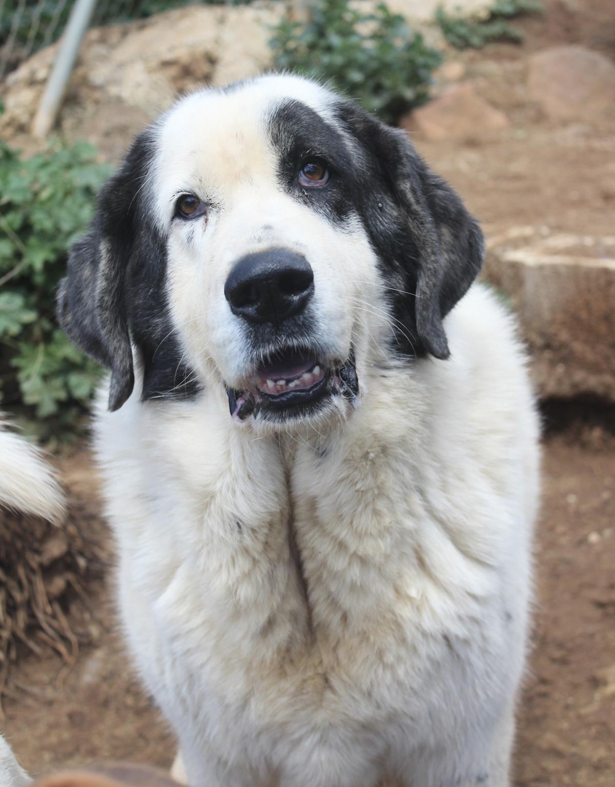 Sunny - AF25162AD Sunny - AF25162AD