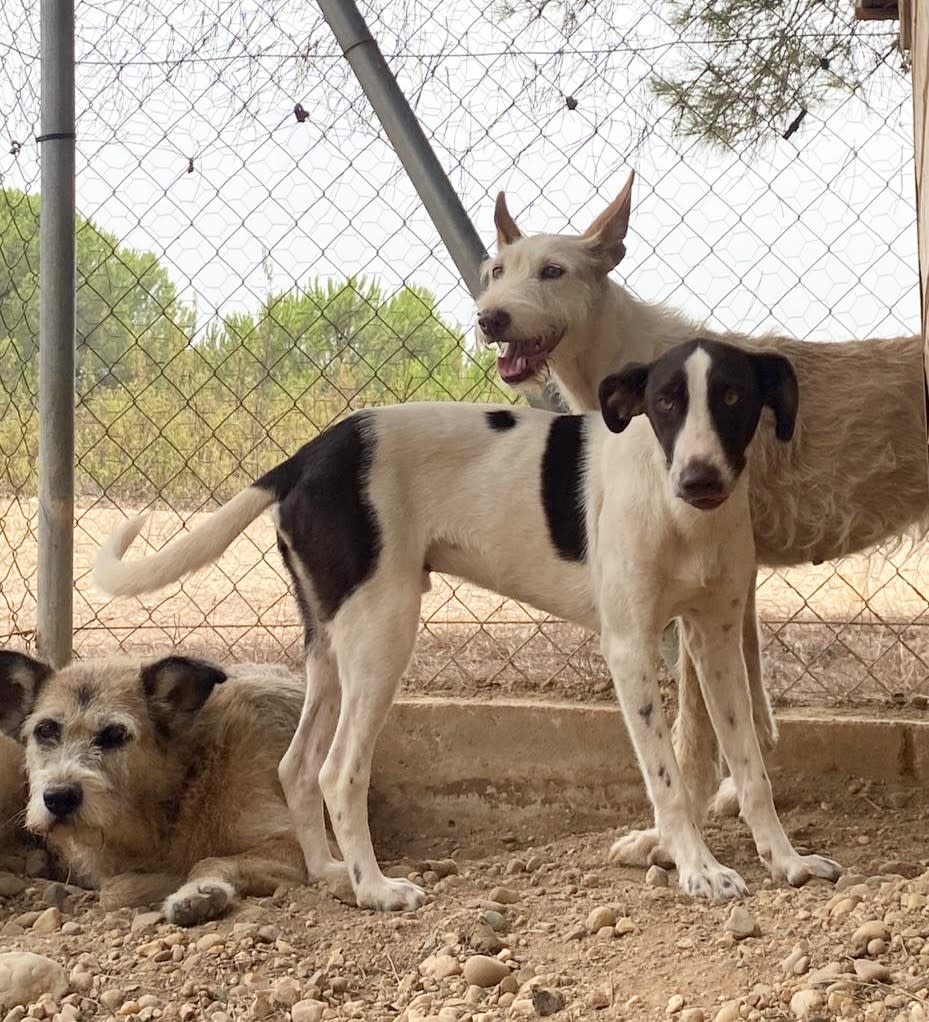 Bentley - YM25198 Bentley - YM25198