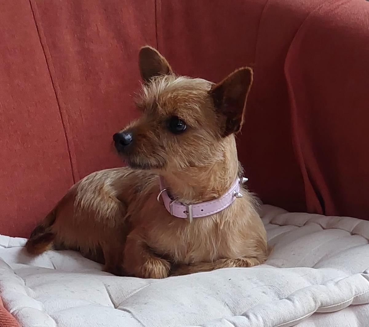 Danny Boy - AM25132 Danny Boy - AM25132