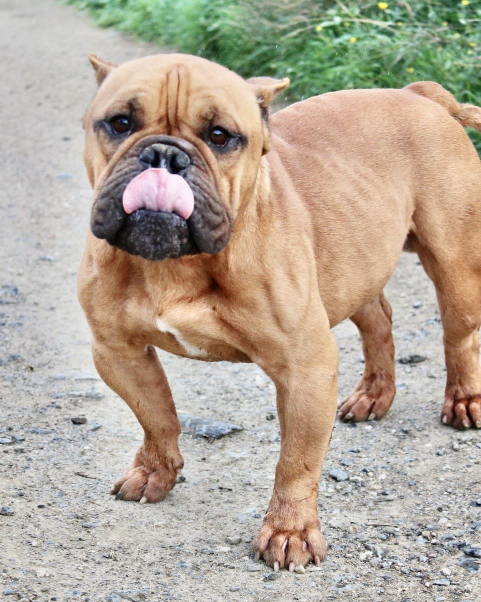 Vernon - AM2416SS Vernon - AM2416SS