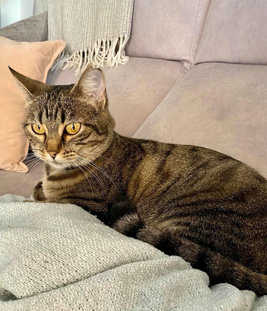 Kisu - YF2496 Kisu - YF2496