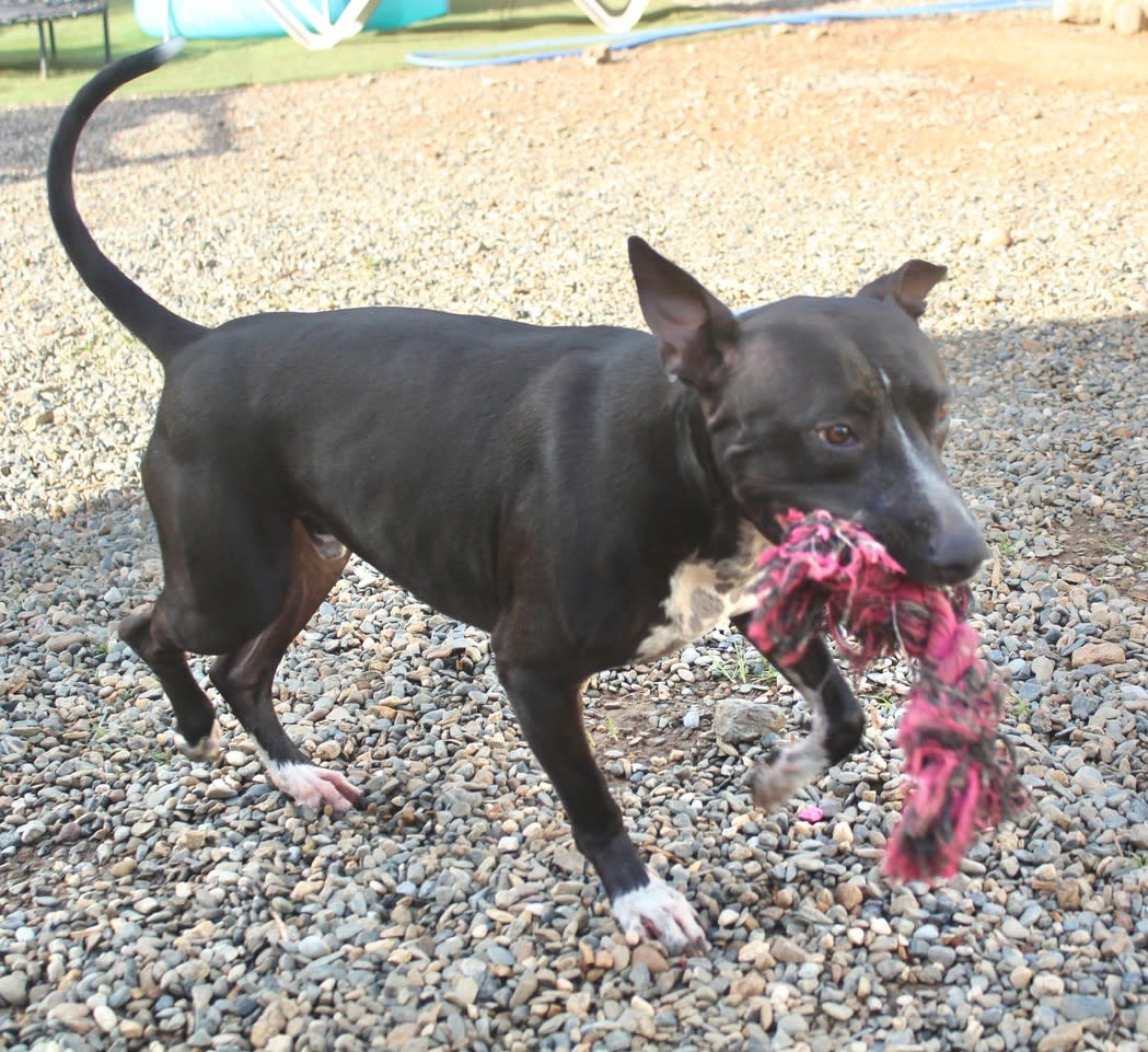 Ivor - AM25224ML Ivor - AM25224ML