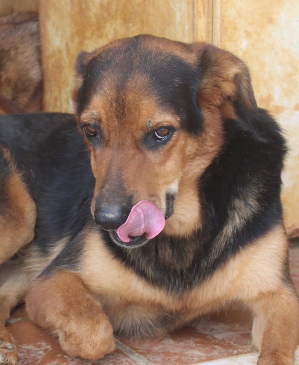 Hulk - AM2483PL Hulk - AM2483PL