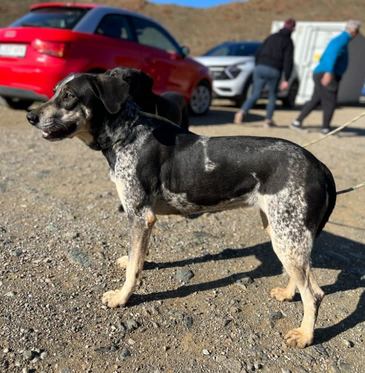 Joplin - AF25256AD Joplin - AF25256AD