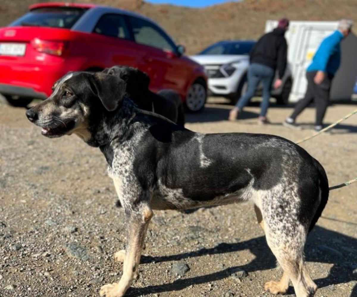 Joplin - AF25256AD Joplin - AF25256AD