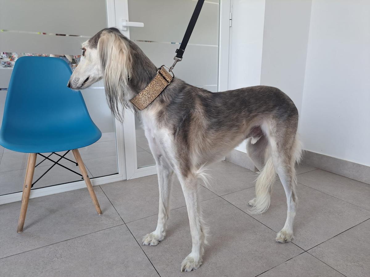 Tiger - AM25173 Tiger - AM25173