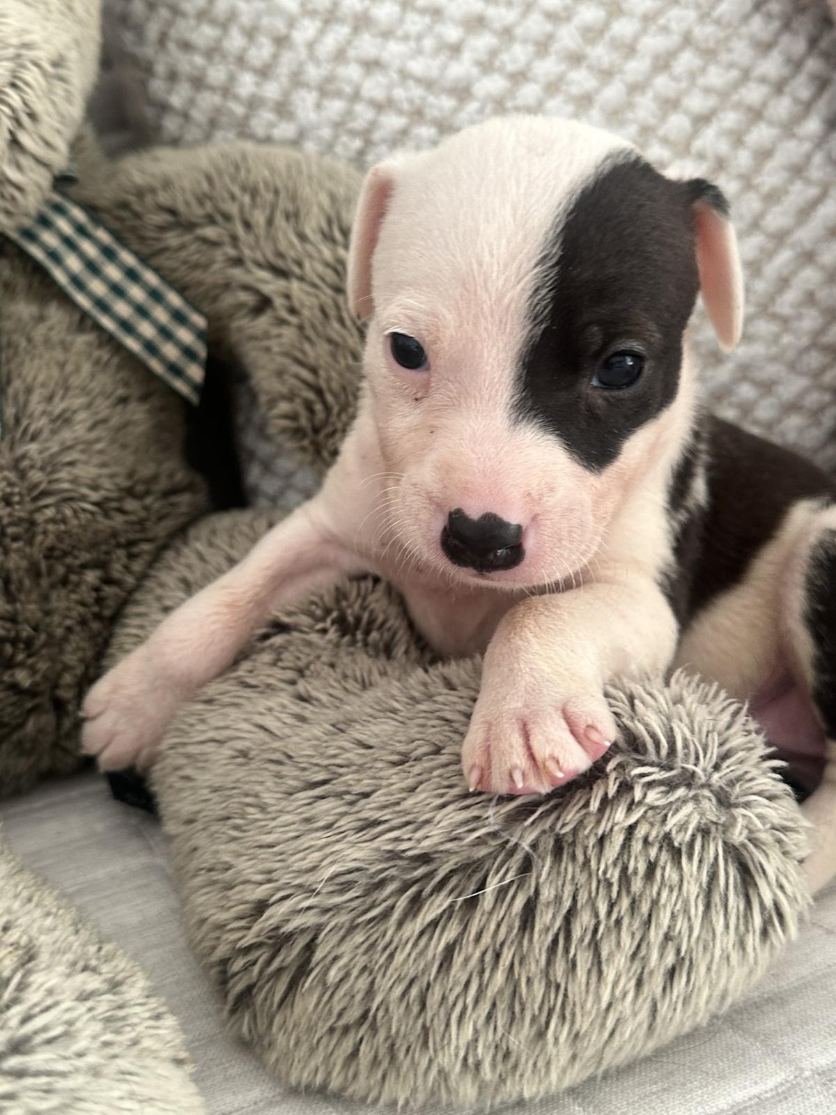 Zuzu - PM25119 Zuzu - PM25119