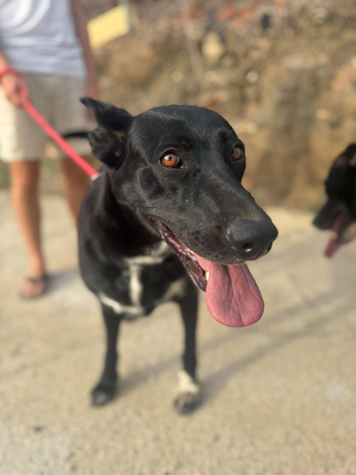 Chesca - YF25209 Chesca - YF25209