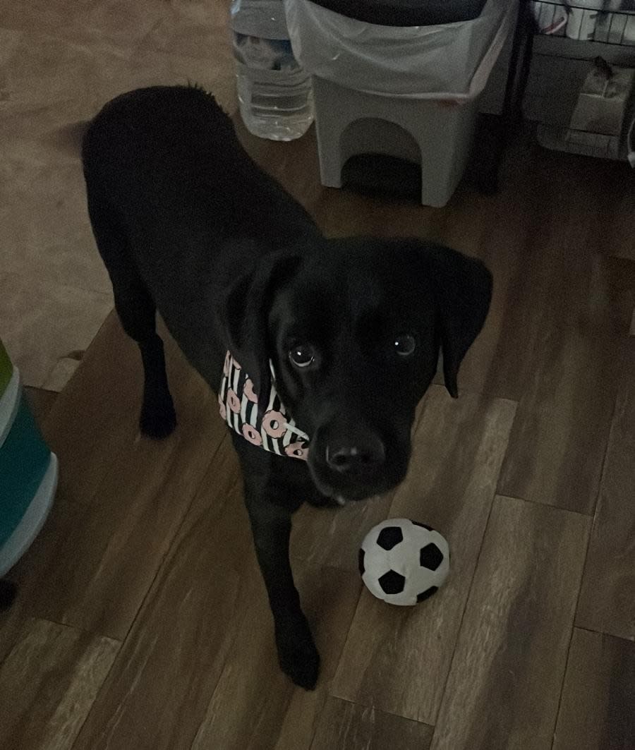 Tronco - AM25230 Tronco - AM25230