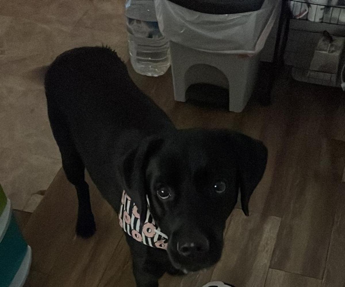 Tronco - AM25230 Tronco - AM25230