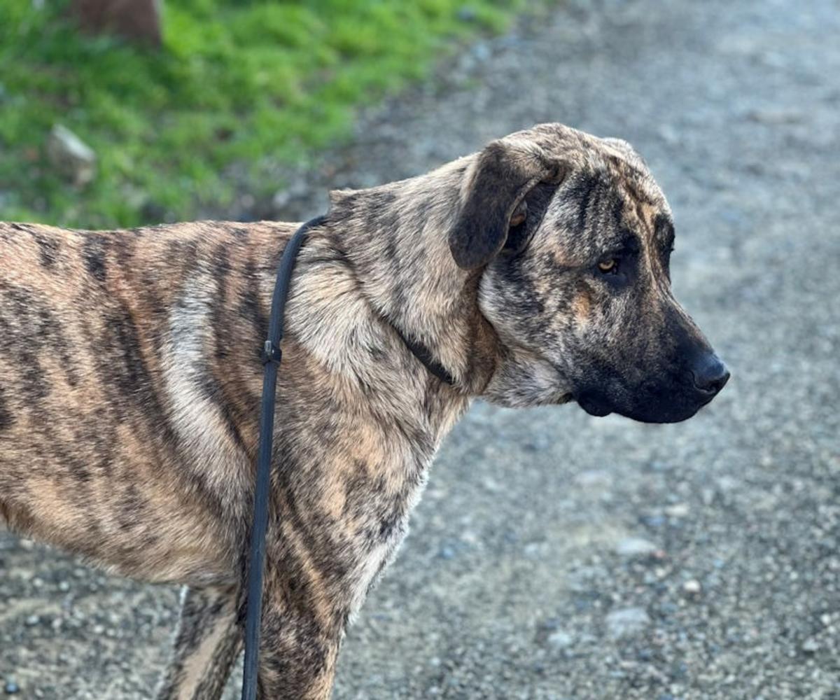 Bruce - YM26252AD Bruce - YM26252AD